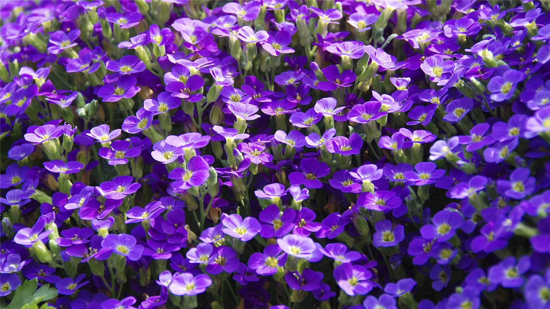 紫薇花烂根最好的处理方法
,紫薇花烂根最好的处理方法是什么