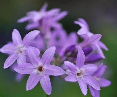 紫娇花图片