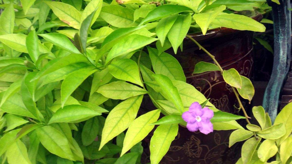 紫罗兰种
,紫罗兰种子的种植方法