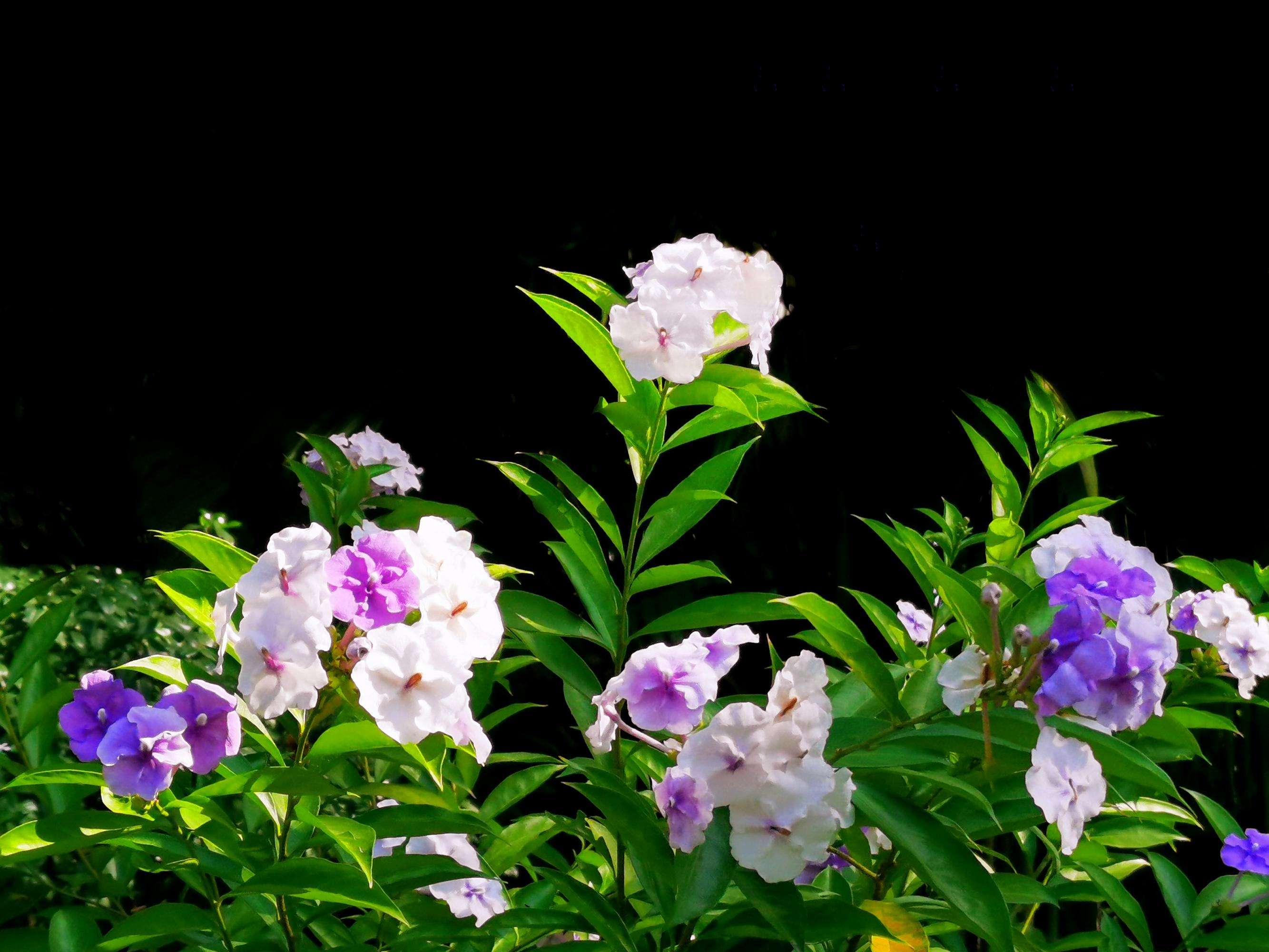 紫茉莉
,紫茉莉什么时候开花