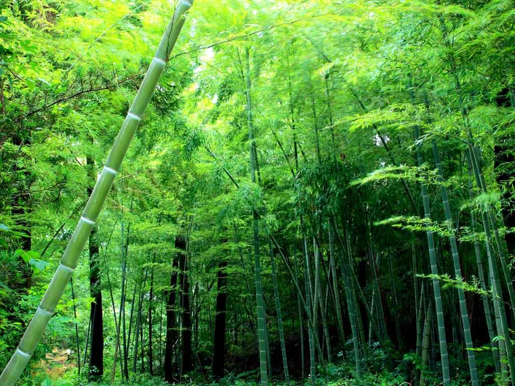 金丝楠木生长周期
,金丝楠木生长周期多长
