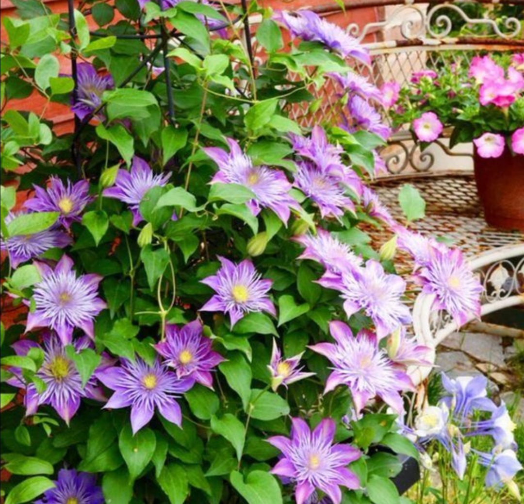 紫檀花
,紫檀花的图片