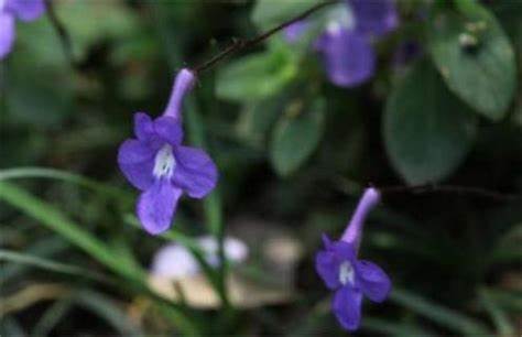 开紫色花的植物
,开紫色花的植物有哪些