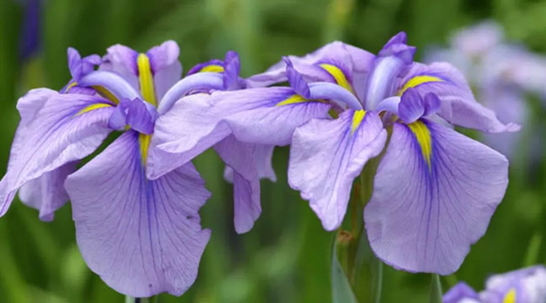 紫叶酢浆草
,紫叶酢浆草的养殖方法和注意事项
