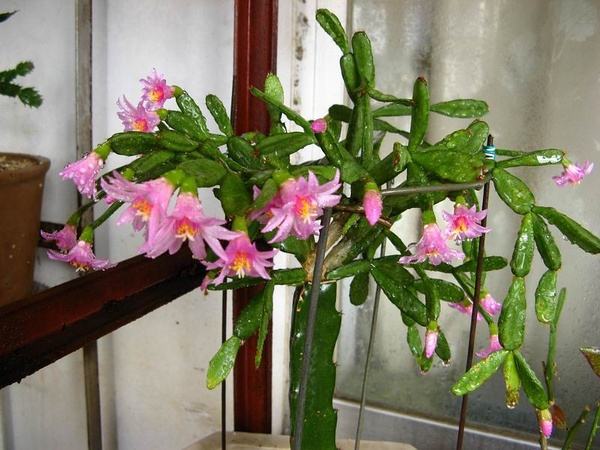 长寿菊
,长寿菊的种植方法和注意事项