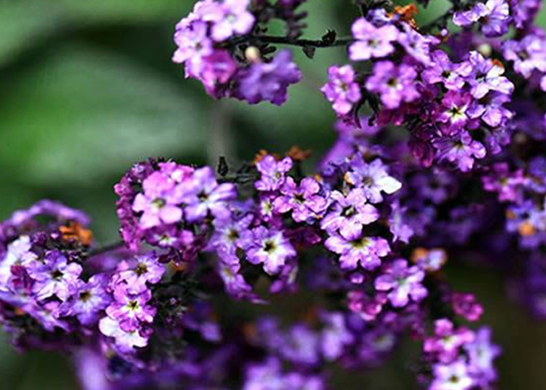 盆栽紫罗兰怎么养
，真正的紫罗兰花图片